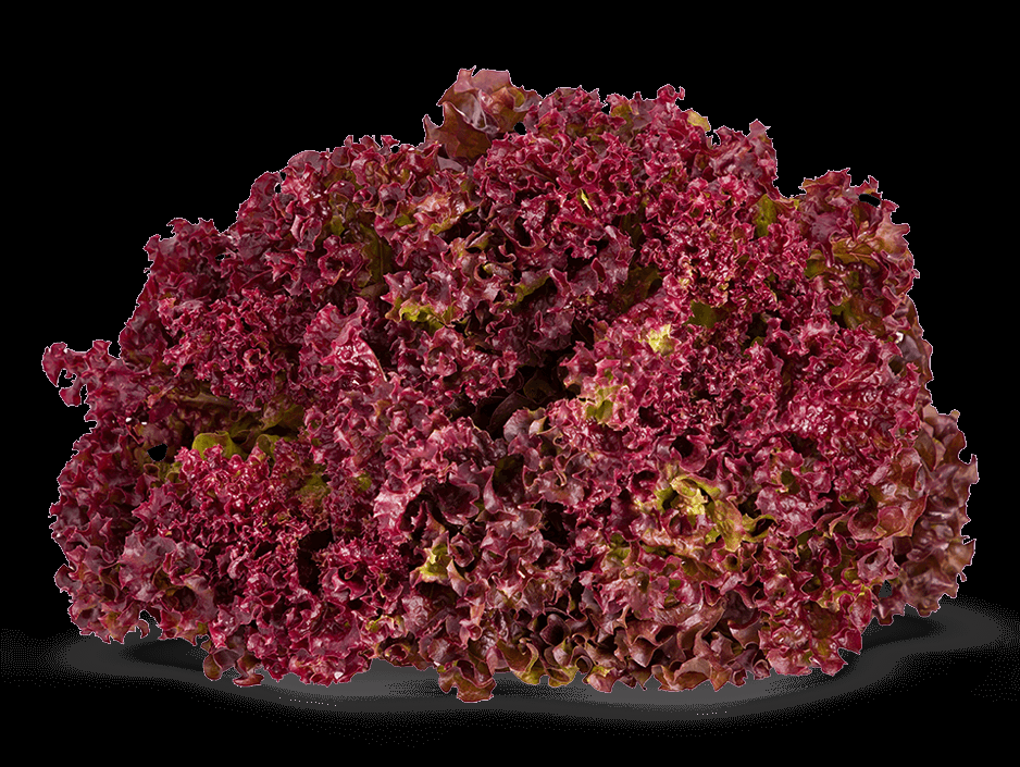 Nature's Harvest Hydroponics